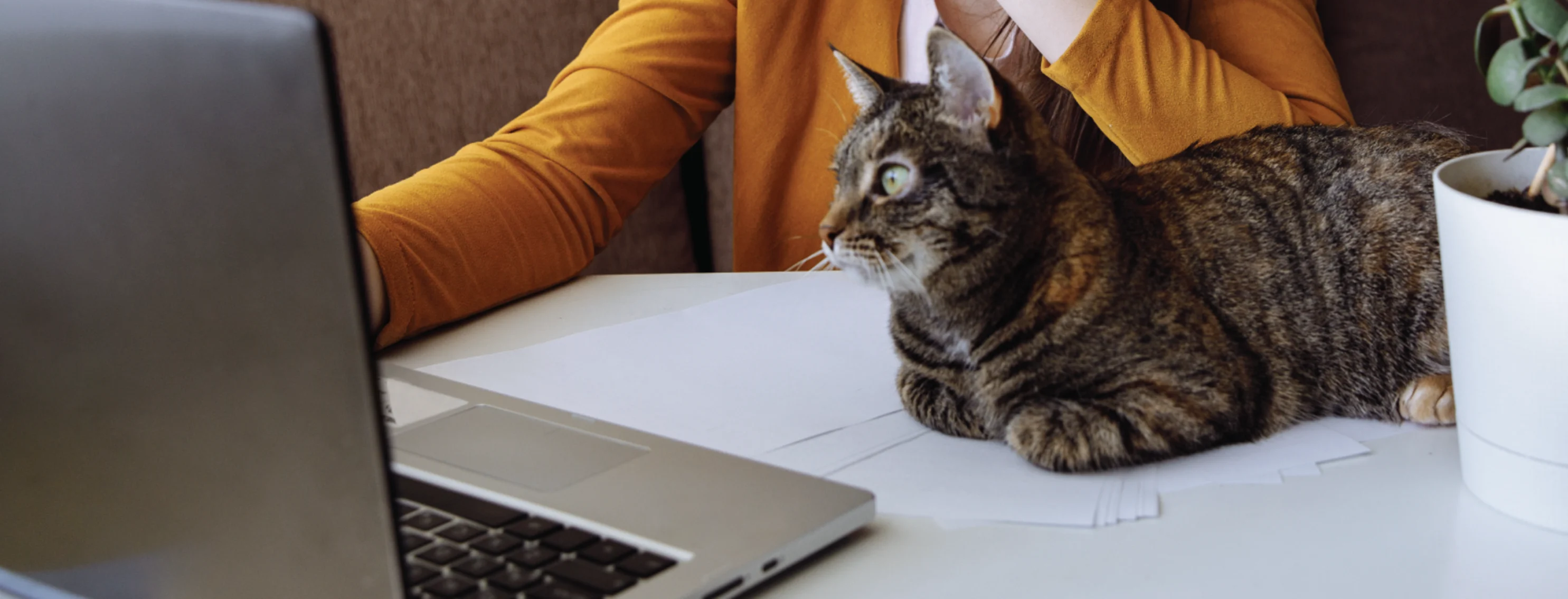 Cat staring at laptop screen
